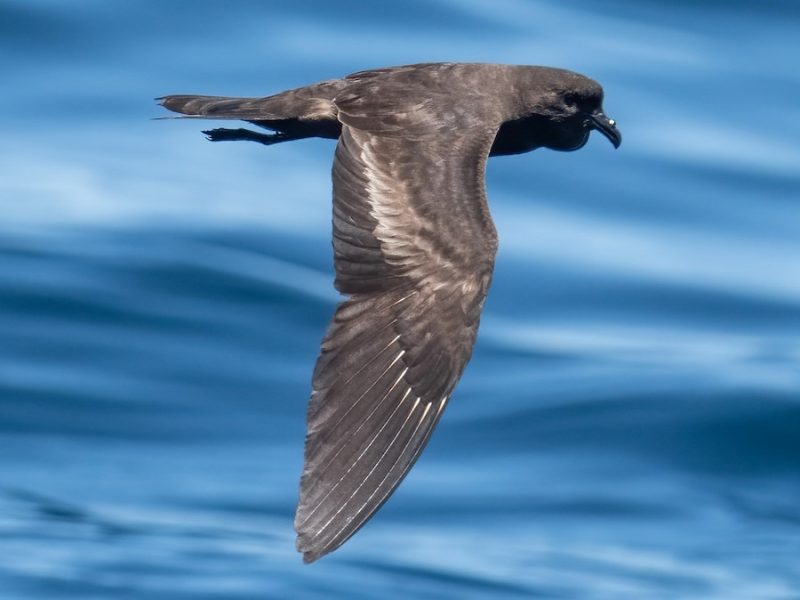 Black Birds with Long Beaks in California