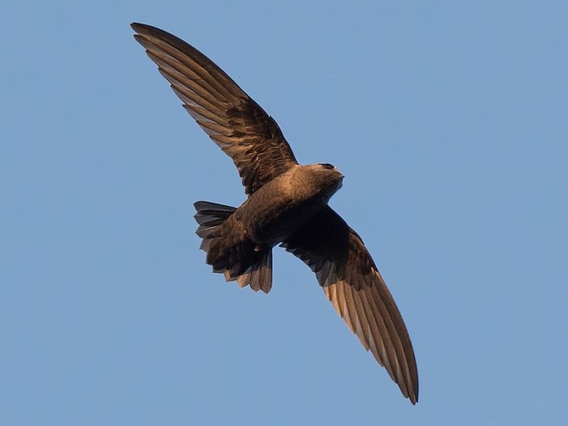 Black Birds with Long Beaks in California