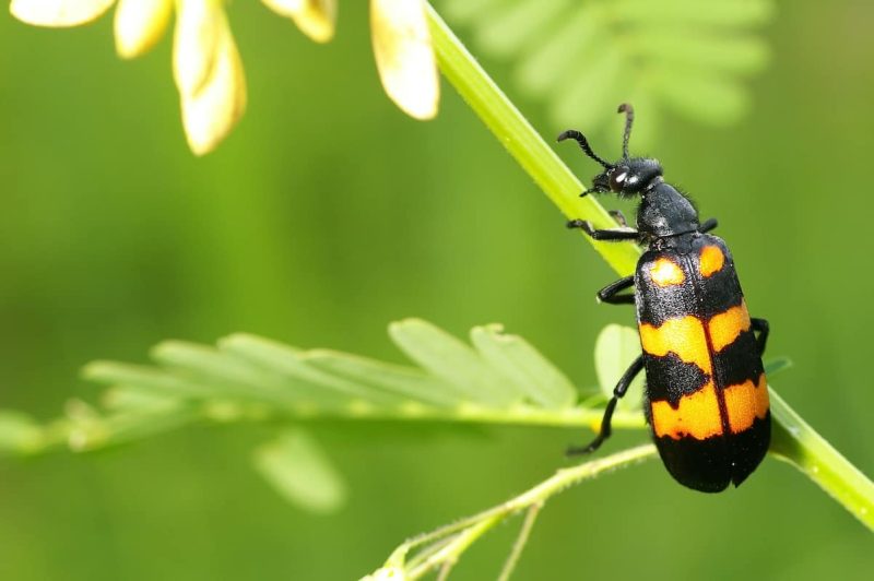 Bugs in Texas