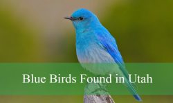14 Stunning Blue Birds in Utah (With Pictures and Identification)