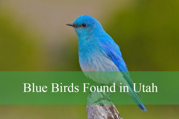 Blue Birds Found in Utah