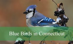 13 Common Blue Birds in Connecticut (With Pictures)