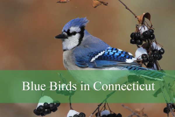 Blue Birds in Connecticut