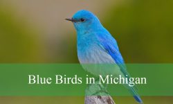 16 Stunning Blue Birds in Michigan (Pictures and Identification)