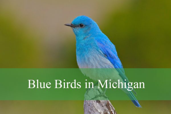 Blue Birds in Michigan
