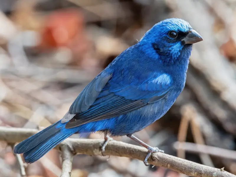 Rare Birds of Texas