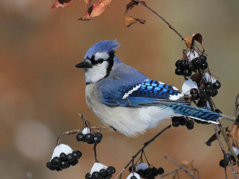 Blue Birds in New Jersey