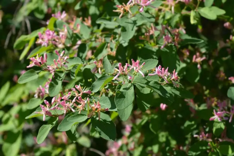Types of Honeysuckle Plants