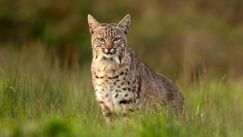 Bobcats in Indiana