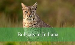 Bobcats in Indiana: Surprising Facts About These Elusive Wildcats