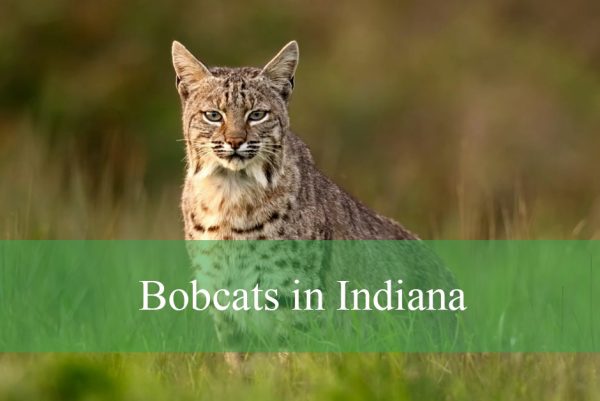 Bobcats in Indiana