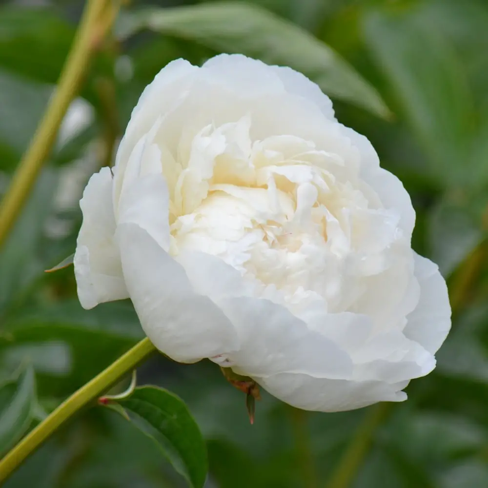 Yellow Peonies