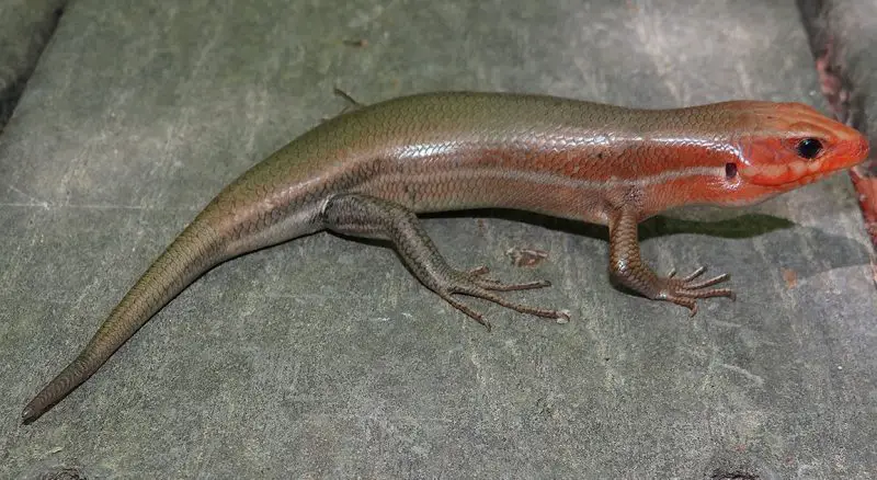 Lizards in South Carolina