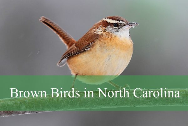 Brown Birds in North Carolina