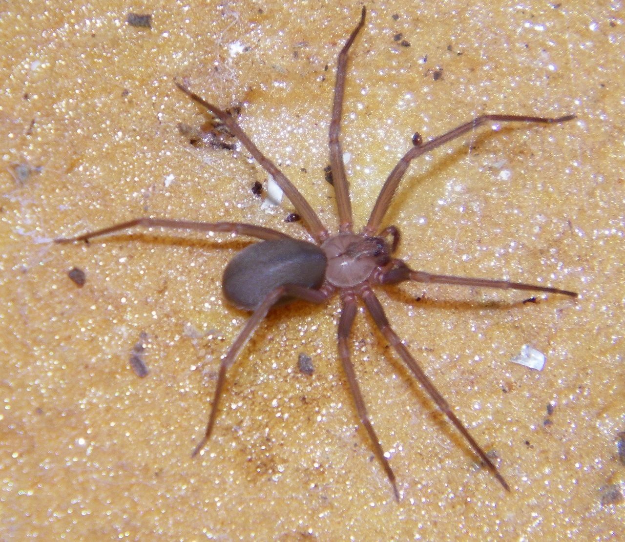 Venomous Spiders in North Carolina