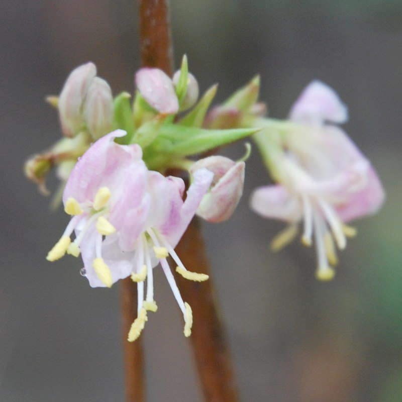 Types of Honeysuckle Plants