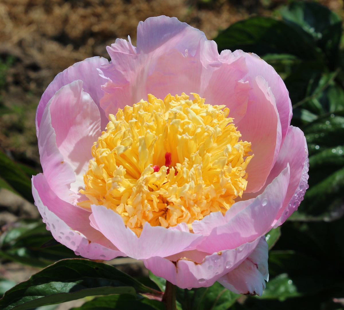 Yellow Peonies