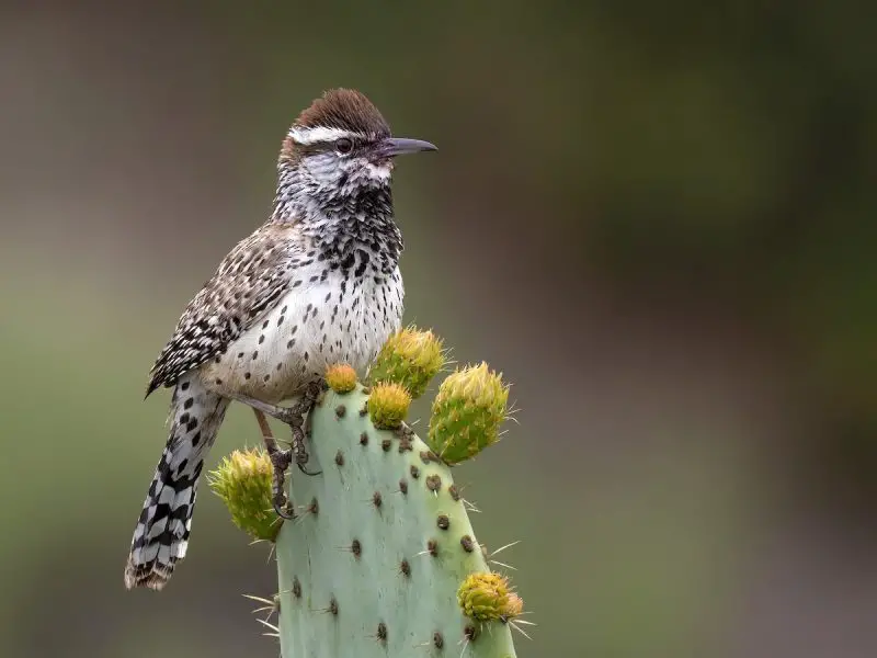 Desert Birds of West Texas