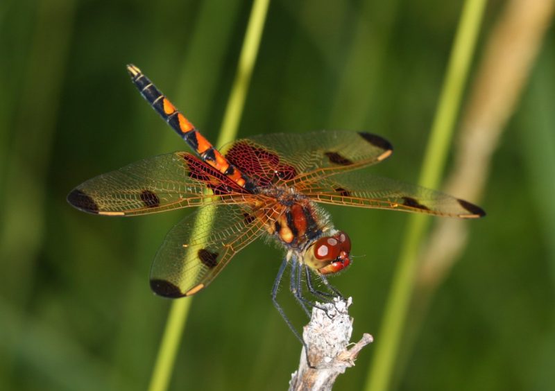Dragonflies in Michigan