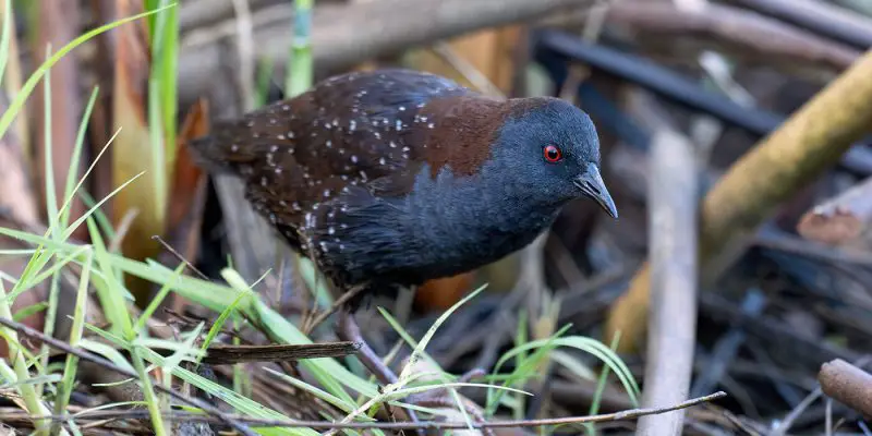 Black Birds with Long Beaks in California