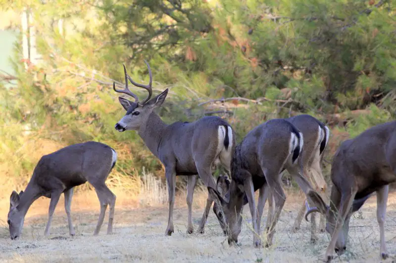 Types of Deer in California