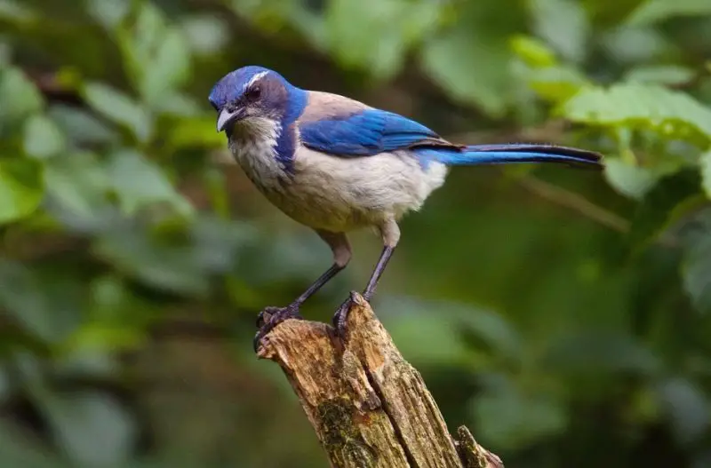 Backyard Birds in California