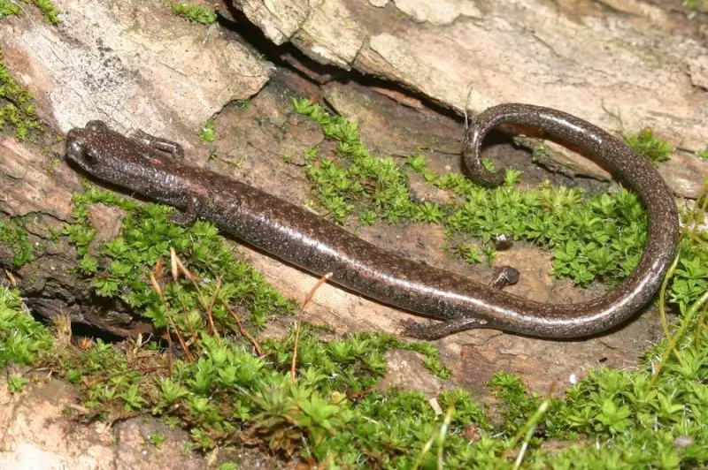 Salamanders in Oregon