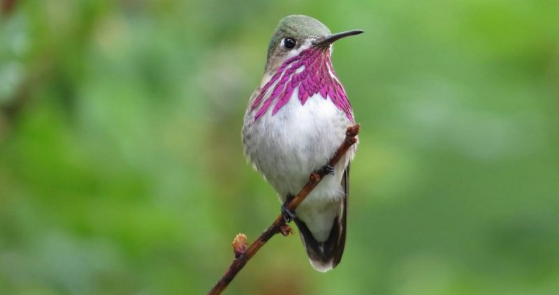 hummingbirds in Pennsylvania