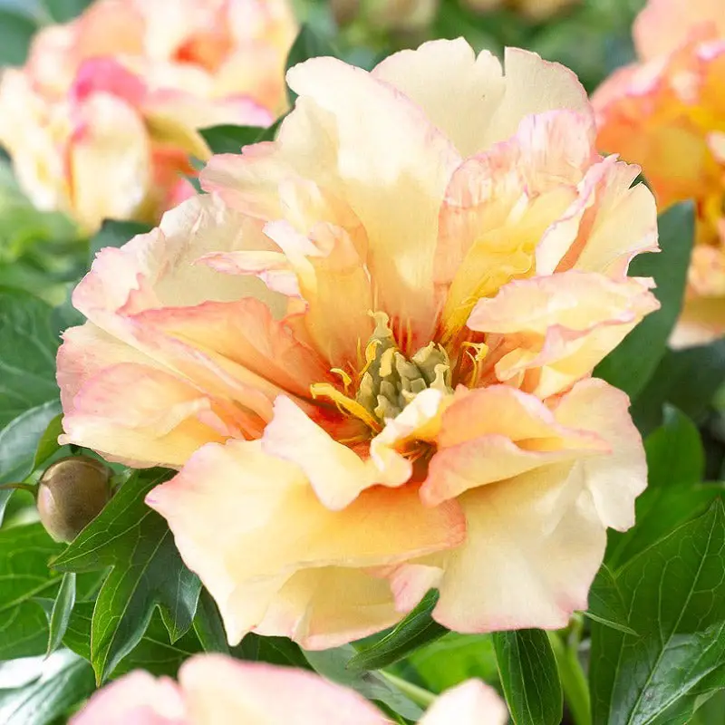 Yellow Peonies