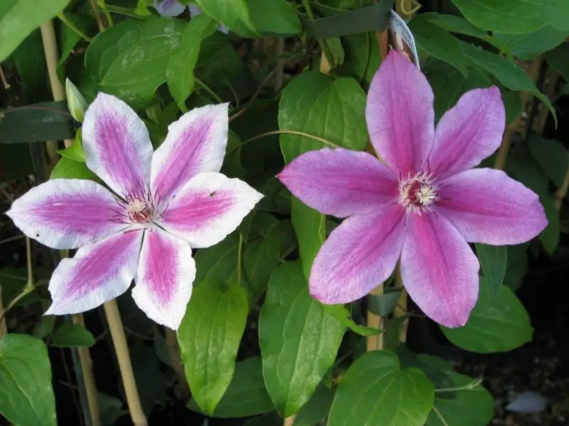 Types of Clematis Plants