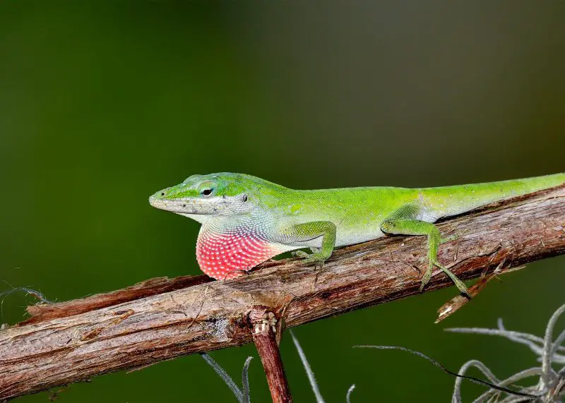 Lizards in South Carolina