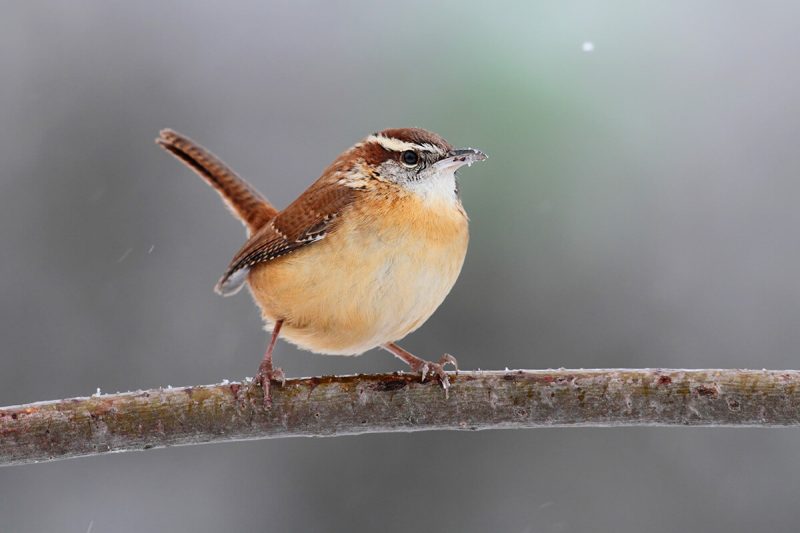 Brown Birds in North Carolina