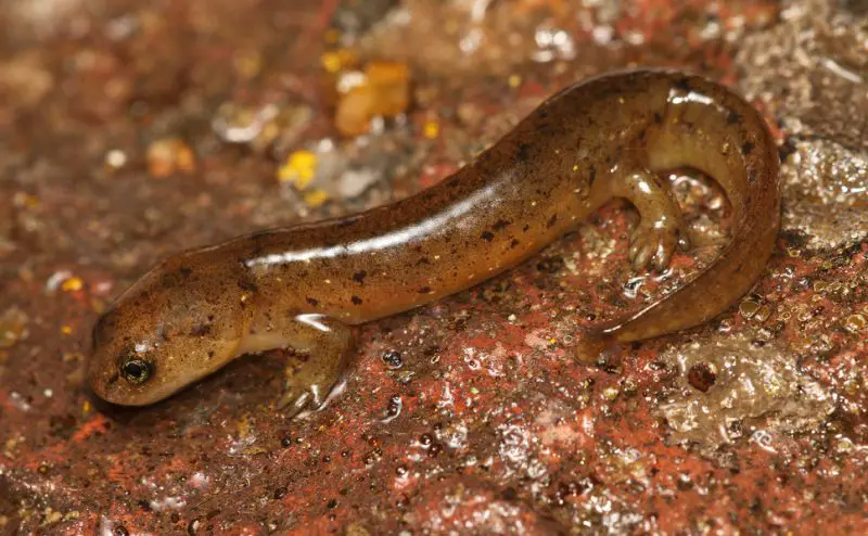 Salamanders in Oregon