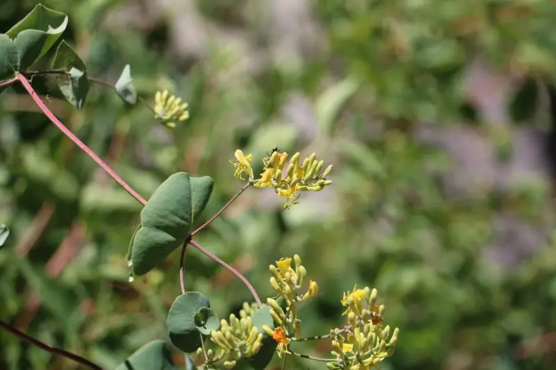 Types of Honeysuckle Plants
