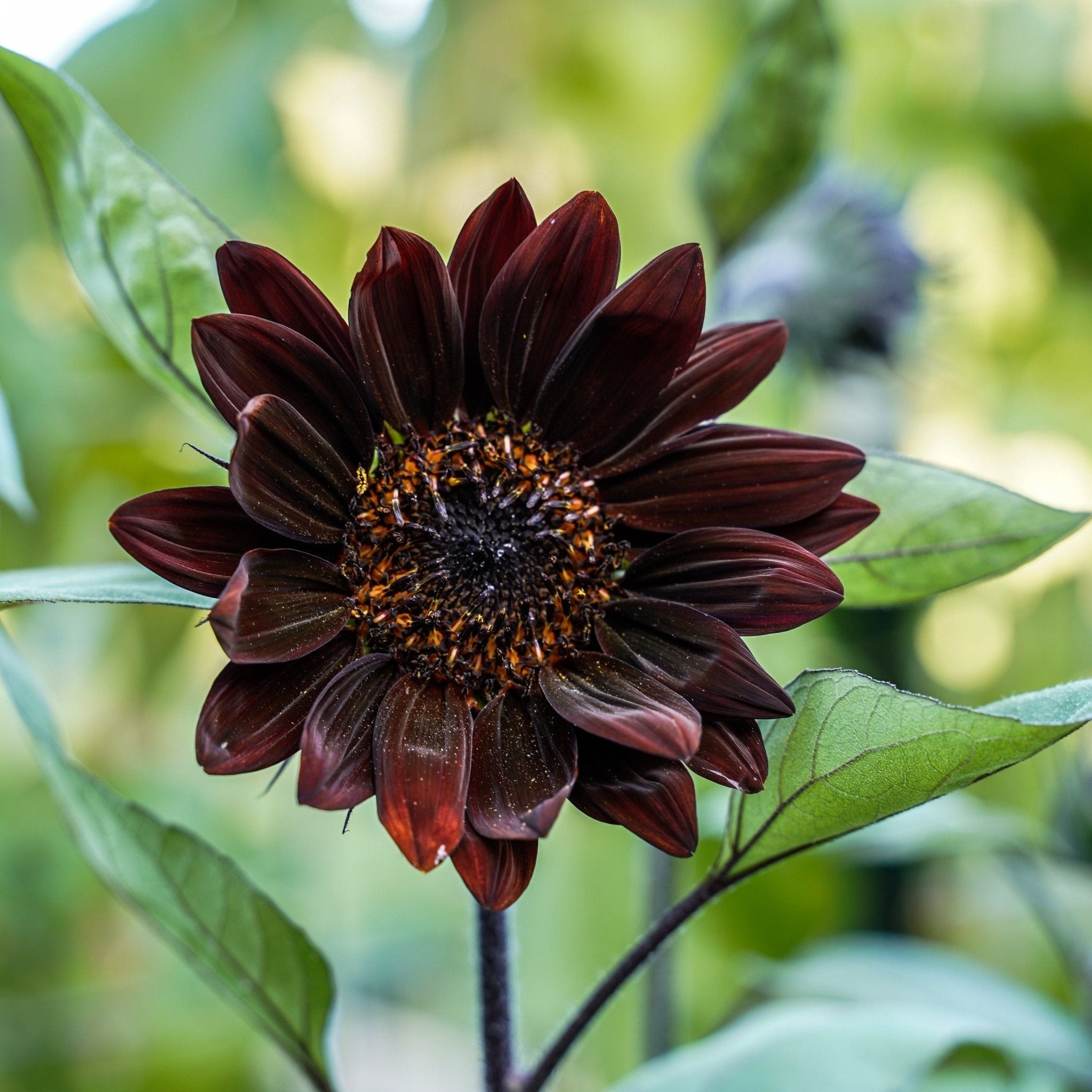 Purple Sunflowers