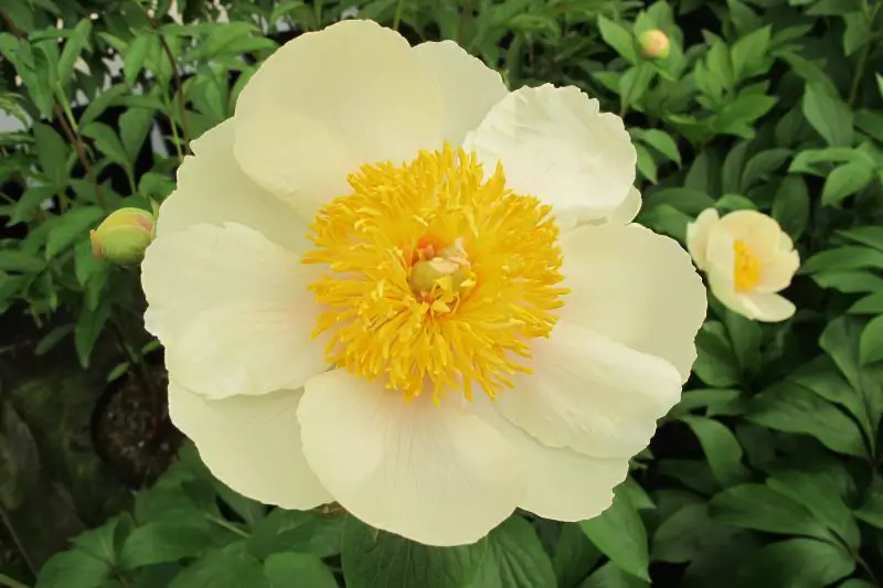 Yellow Peonies