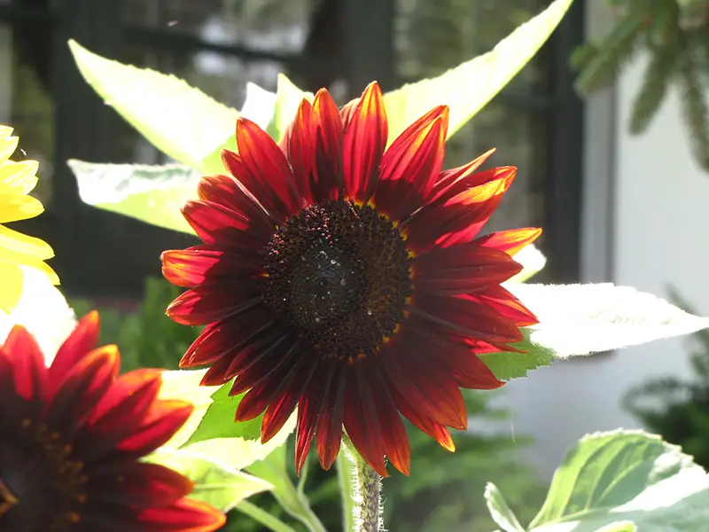 Purple Sunflowers