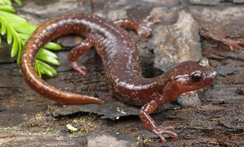 Salamanders in Oregon