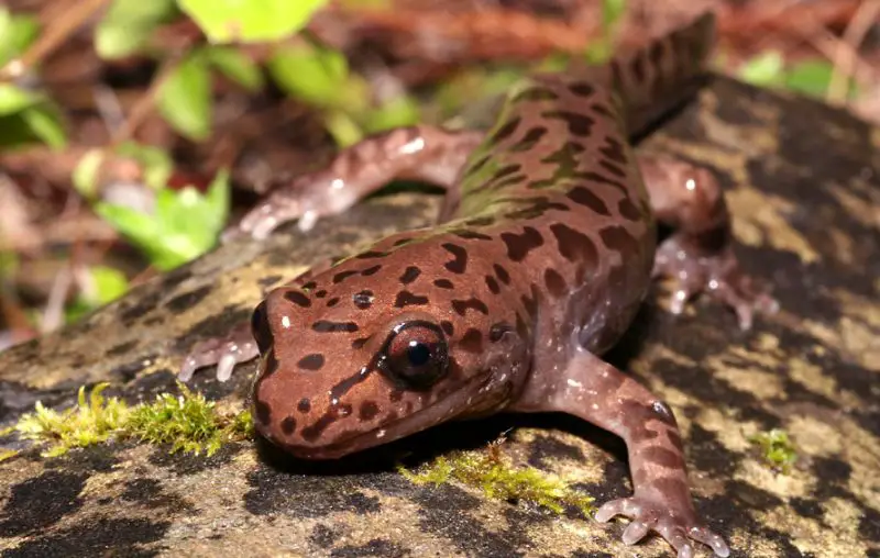 salamanders in Oregon