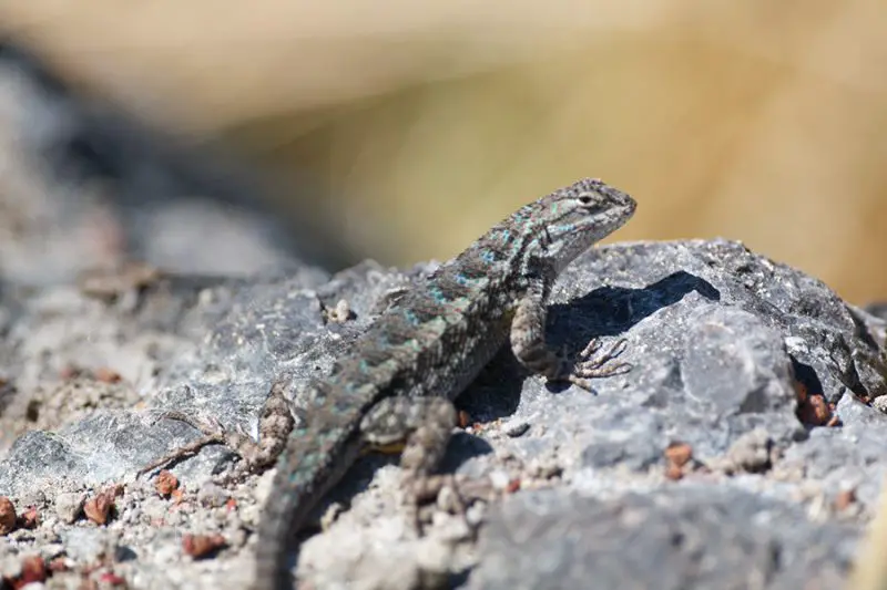 Lizards in South Carolina