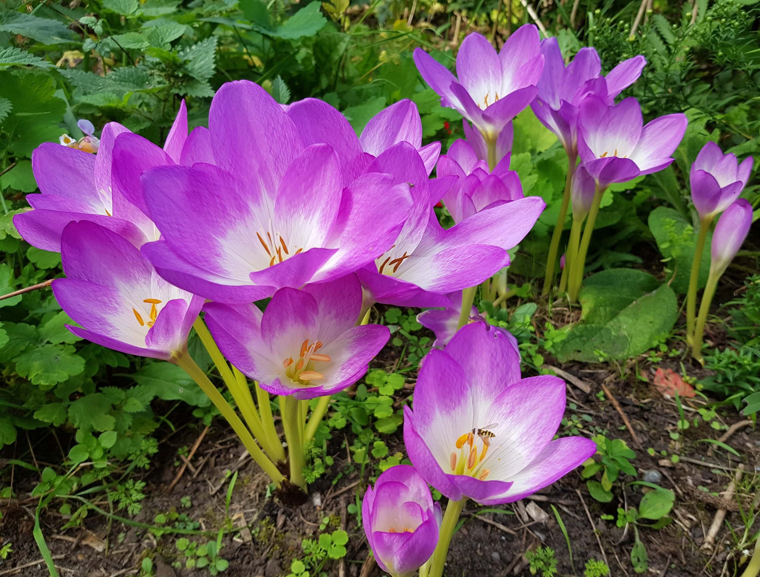 Flowers That Bloom in Autumn