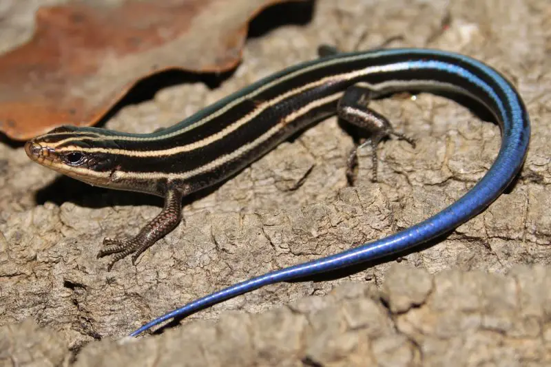 Lizards in South Carolina