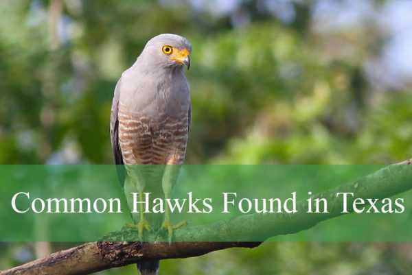 Common Hawks Found in Texas