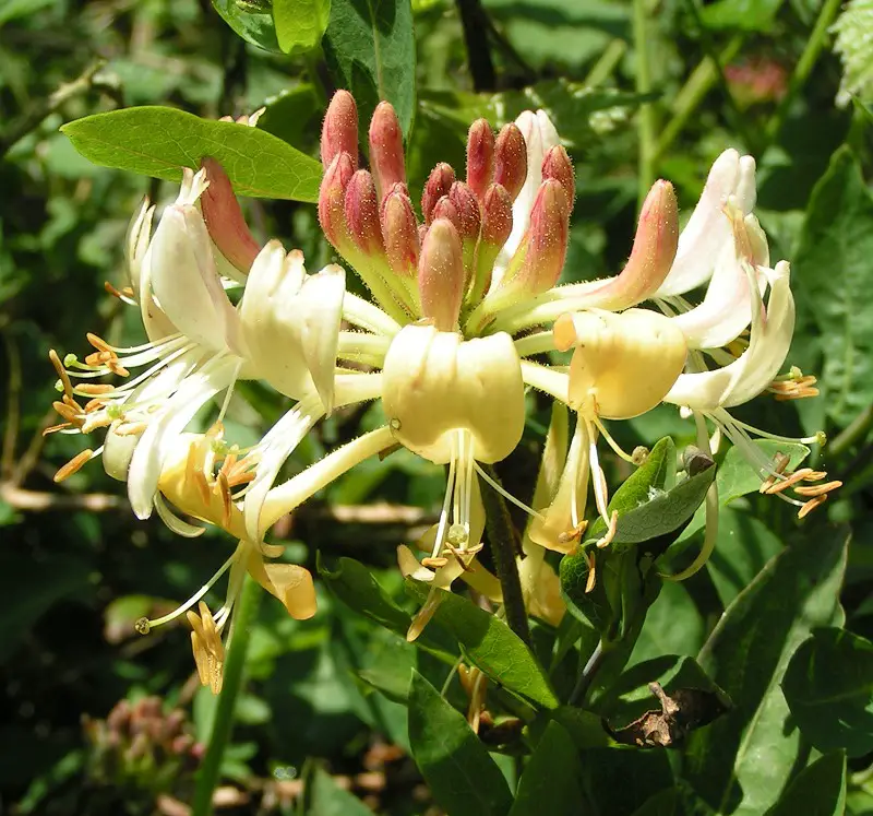 Types of Honeysuckle Plants