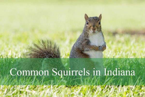Common Squirrels in Indiana​