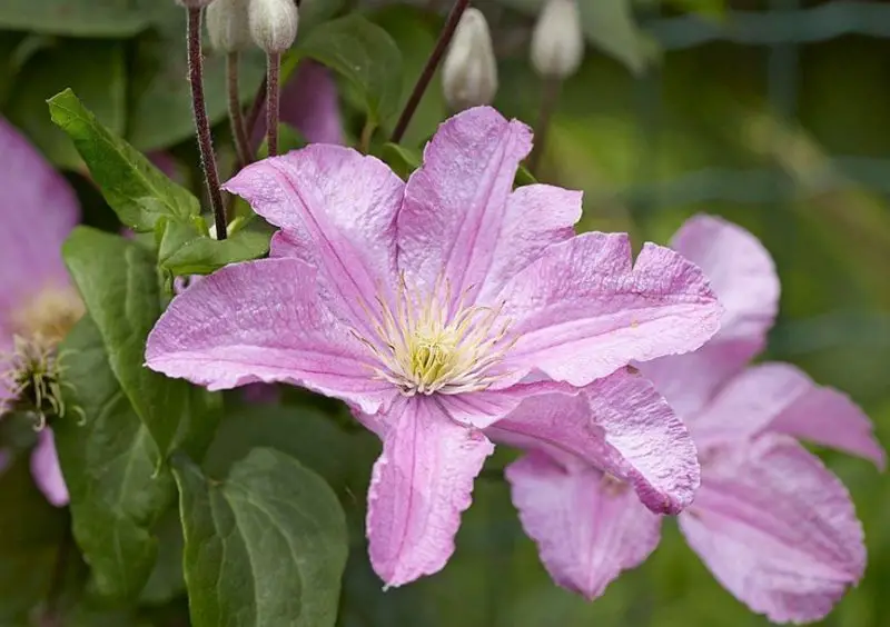 Types of Clematis Plants