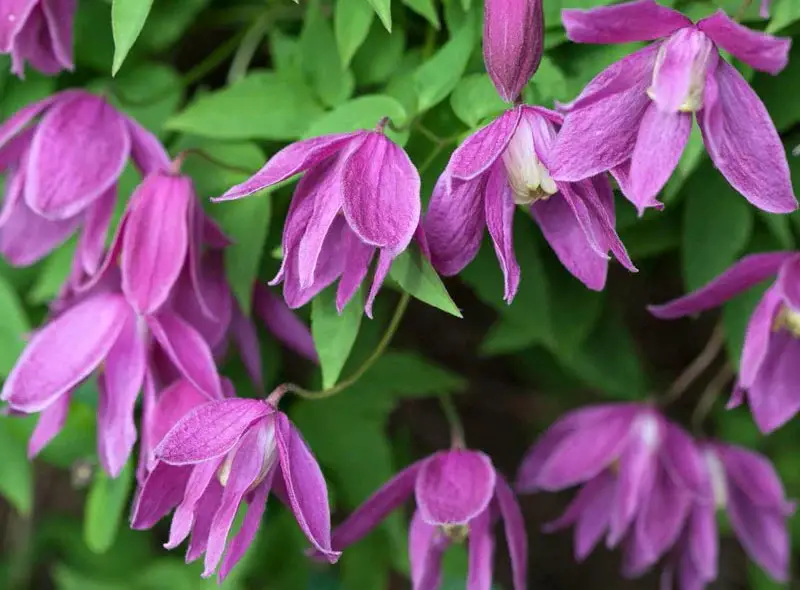 Types of Clematis Plants