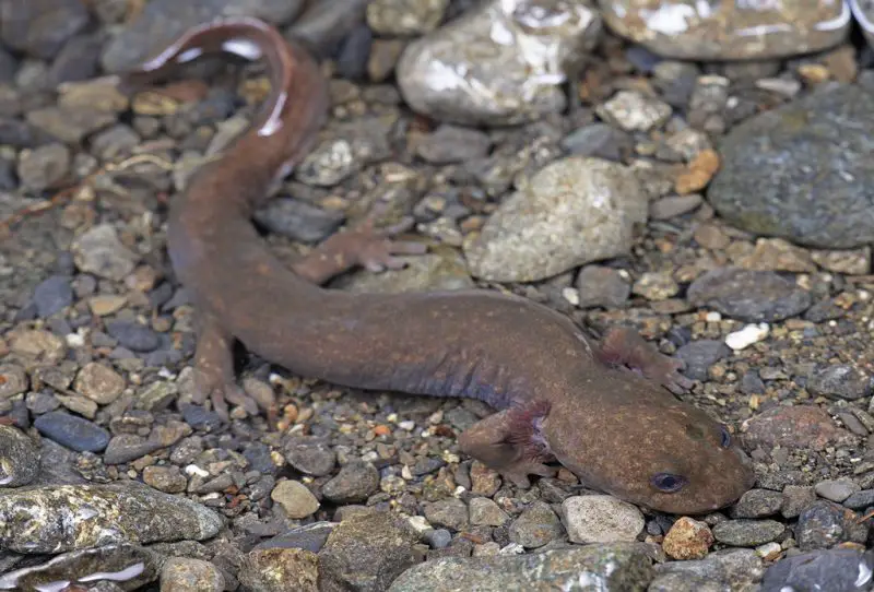 salamanders in Oregon