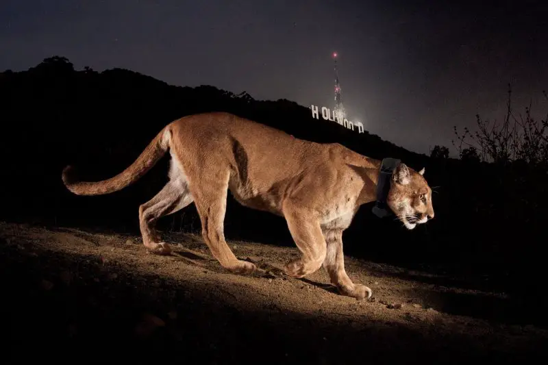 Cougars in California
