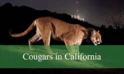 Discover the Hidden World of Cougars in California